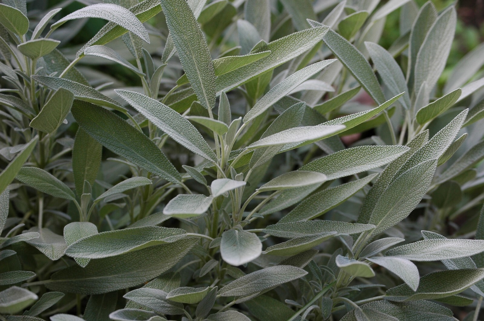 Sage Seeds- Broad Leaf Heirloom Herb- 50+ 2021 Seeds $1.69 Max Shipping/order