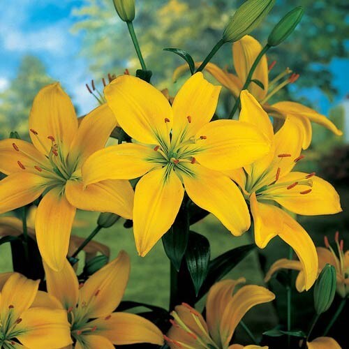 2 YELLOW COUNTY Asiatic Lily Live Flower Bulbs * ATTRACTS BUTTERFLIES