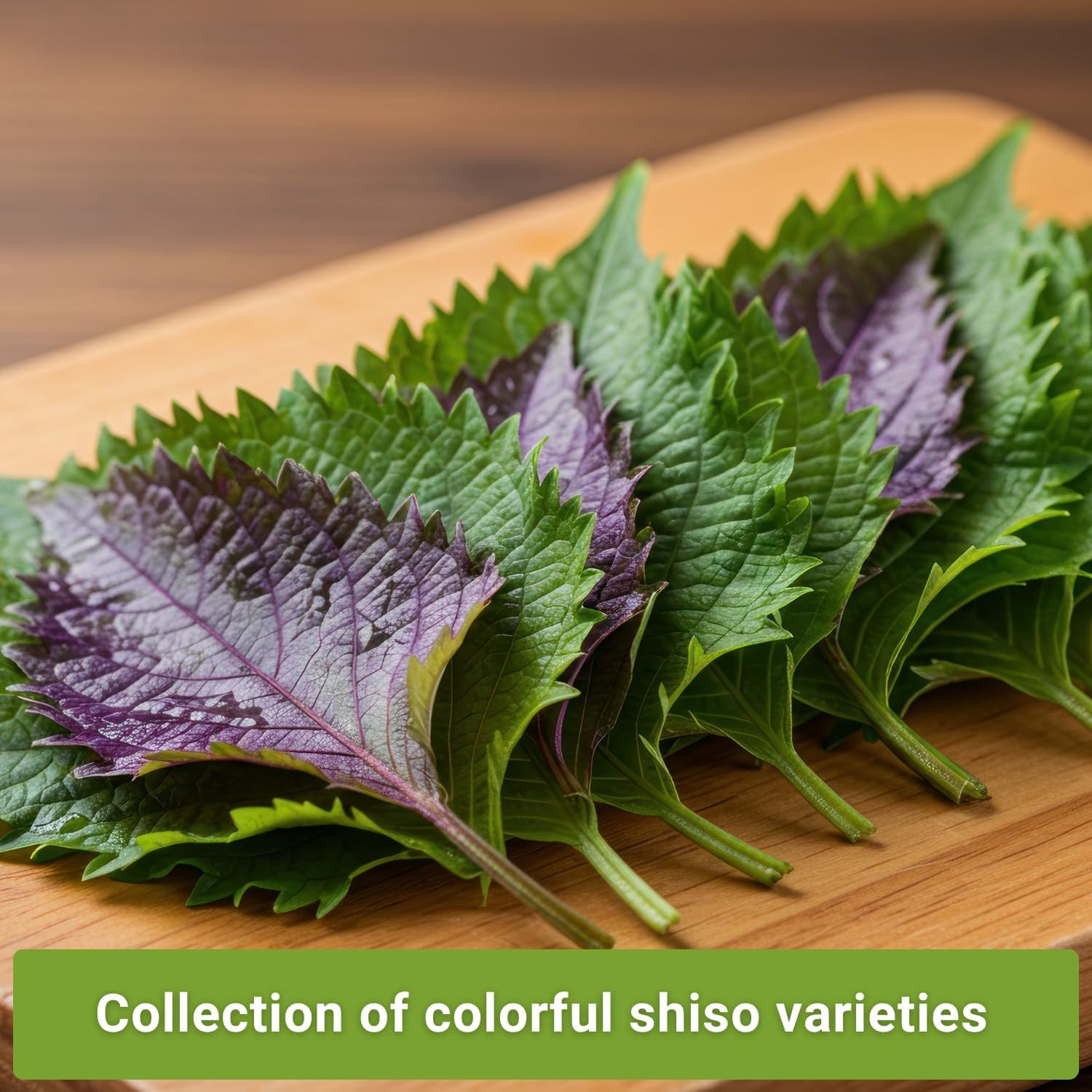 Sow Right Seeds – Shiso Seed Collection for Planting – Includes Green & Purple –