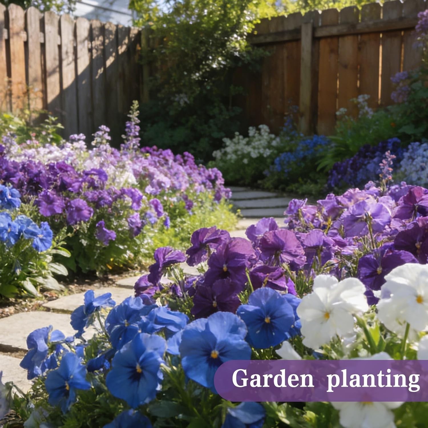 2000 Viola Flower Seeds for Pots, Borders, and Window Boxes – Cool Season Variet