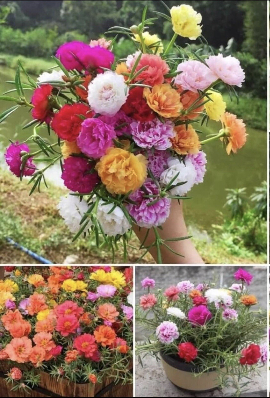 1000+ SEEDS MOSS Rose Double Mix ColorSeeds Portulaca grandiflora Buy2Get1Free
