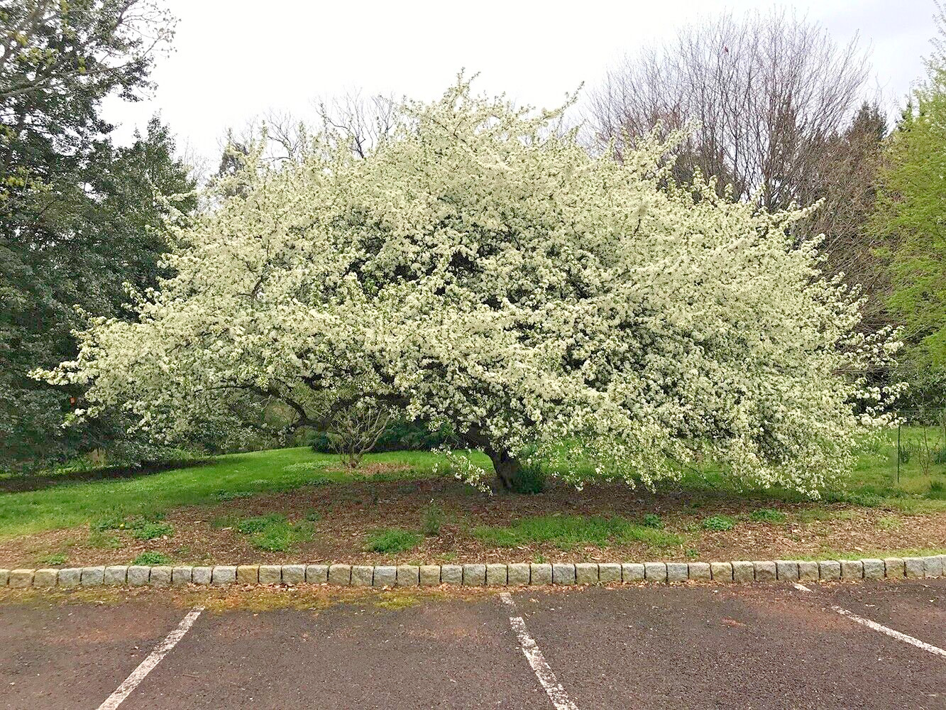 Sargent’s Crabapple Tree | Premium Seeds | Malus sargentii ‘Fall’ | Plants’®