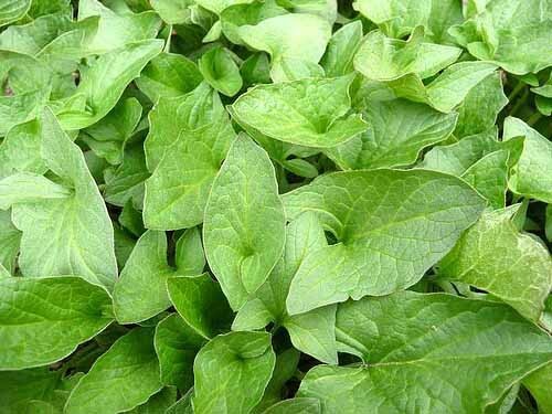 Good King Henry (Chenopodium bonus-henricus) Seeds, organic