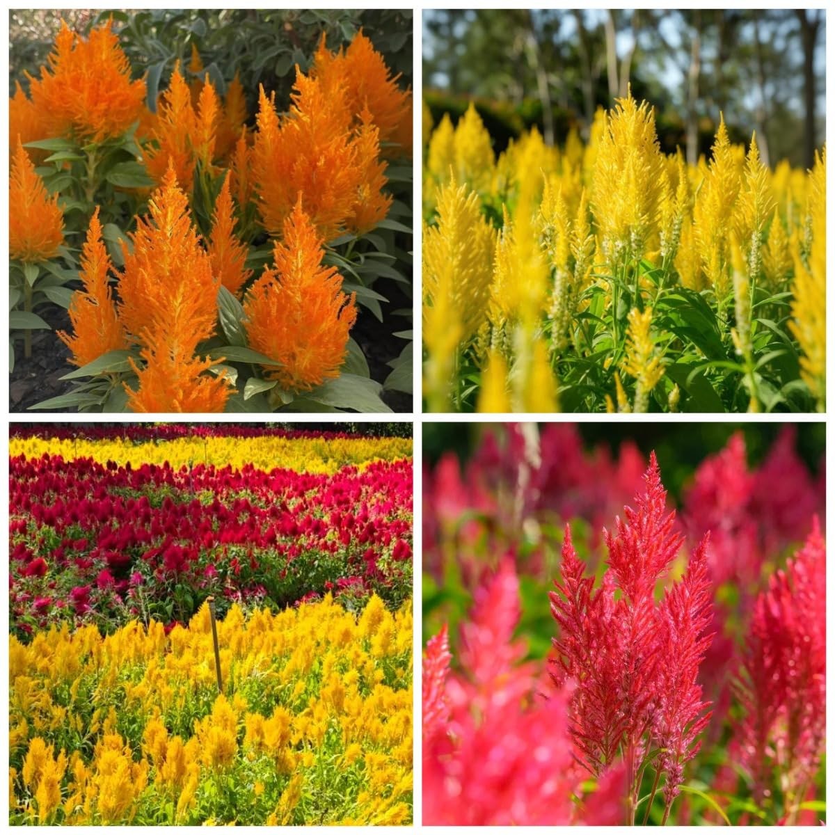 100 Plumed Celosia Seeds (Celosia plumosa) – Non-GMO Annual Heat & Drought To…