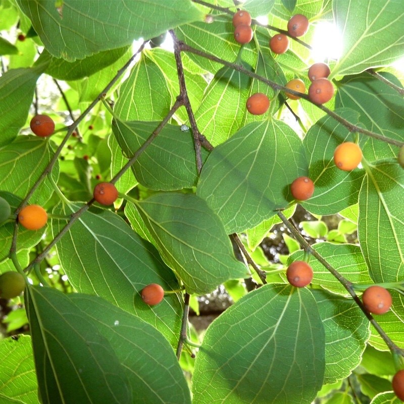 Celtis sinensis (Japanese Hackberry) Tree Seeds, Stunning Foliage, Edible Fruits