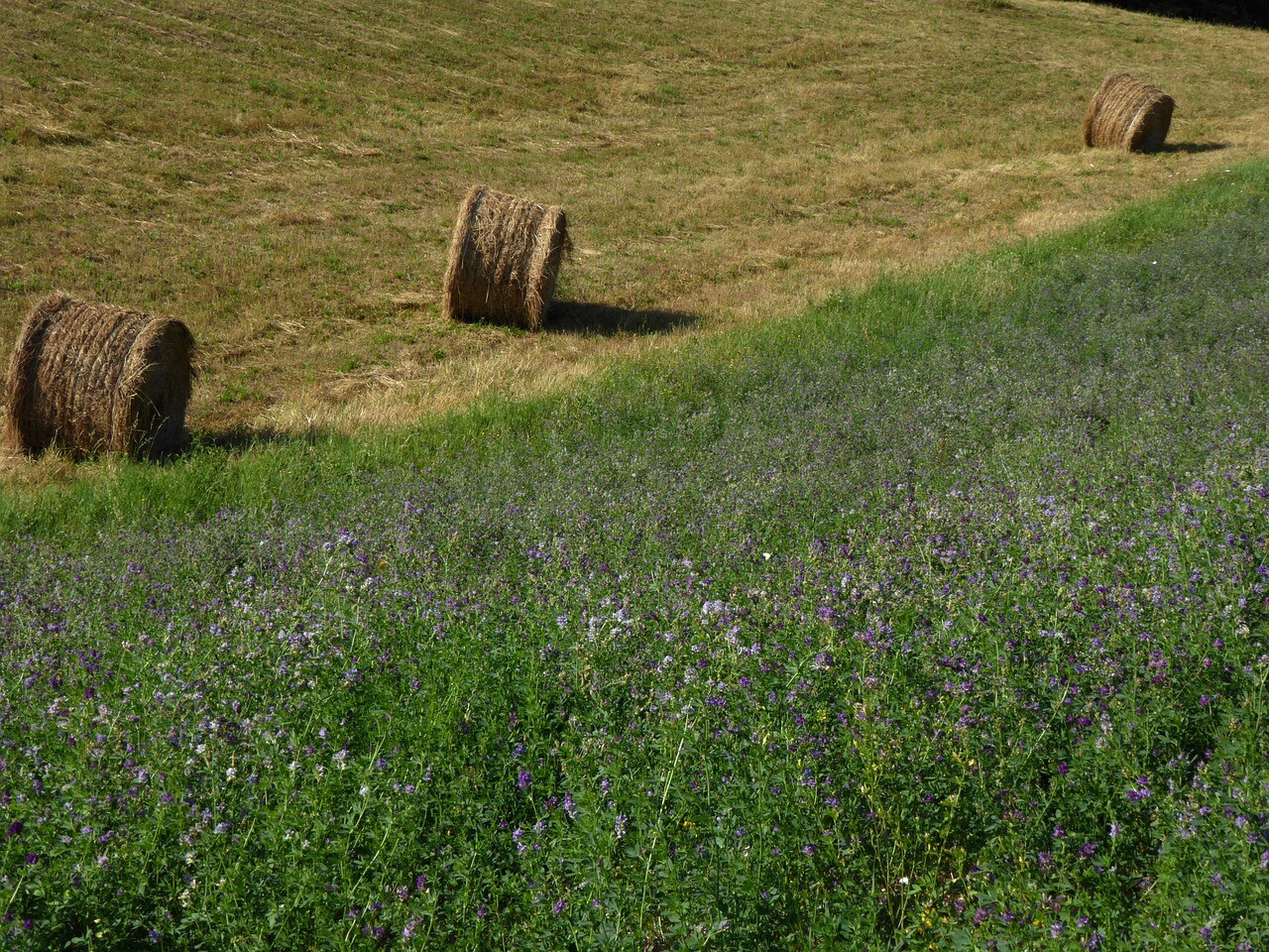 Alfalfa Seeds for Planting – High-Yielding Forage Crop, Nitrogen-Fixing NON-GMO