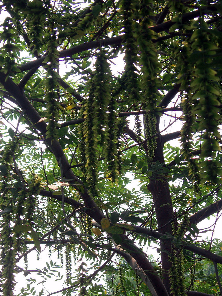 Chinese Wingnut, Pterocarya stenoptera, Tree Seeds (Fast, Showy)