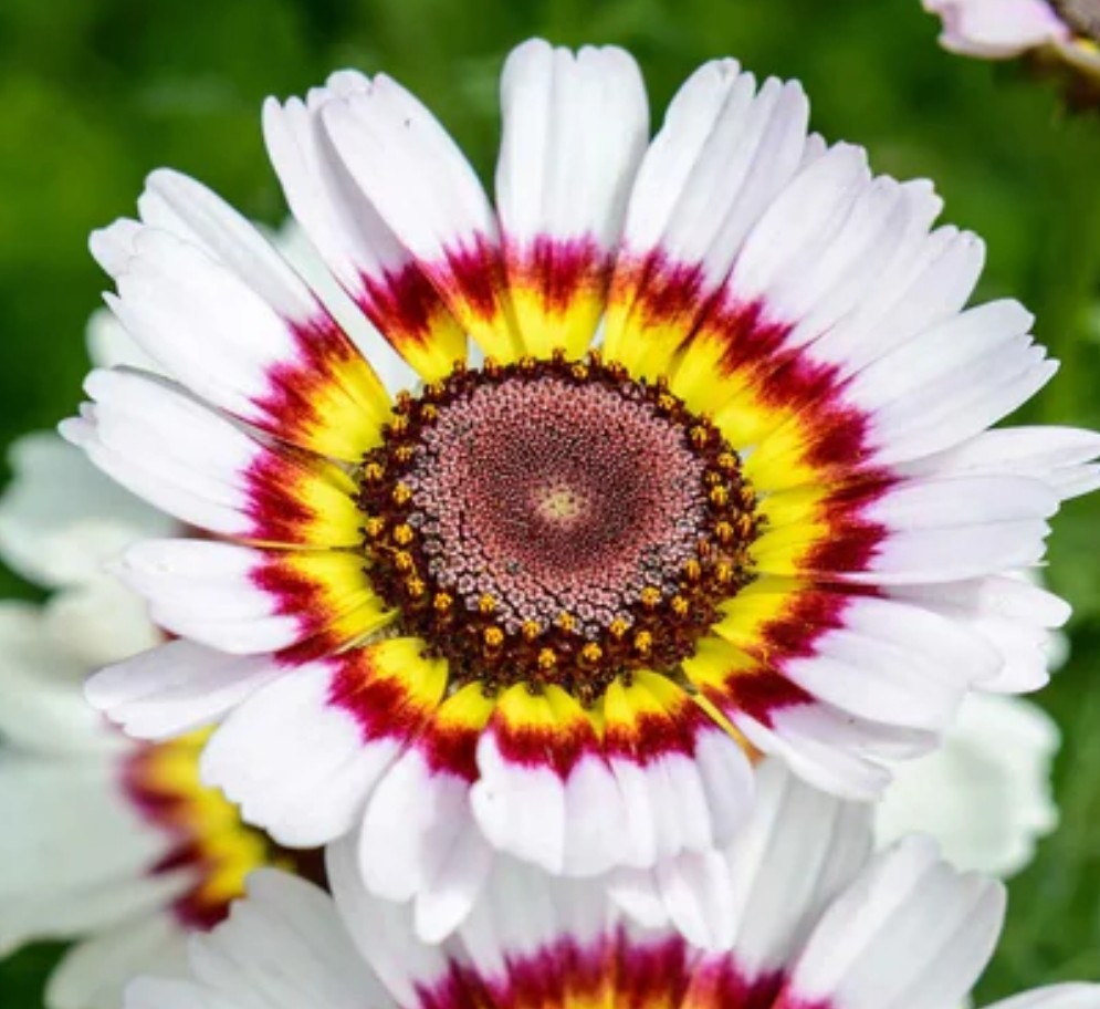350+ Painted Daisy Mix Seeds **Fresh Seeds* ~~Free Shipping~~