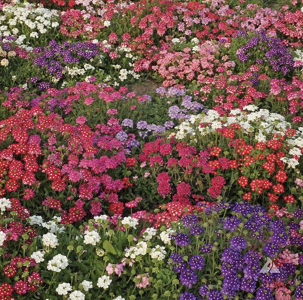 Ideal Florist Mix Verbena Seeds – Mixed Colors for Zones 6-10 – 1500 Seeds…