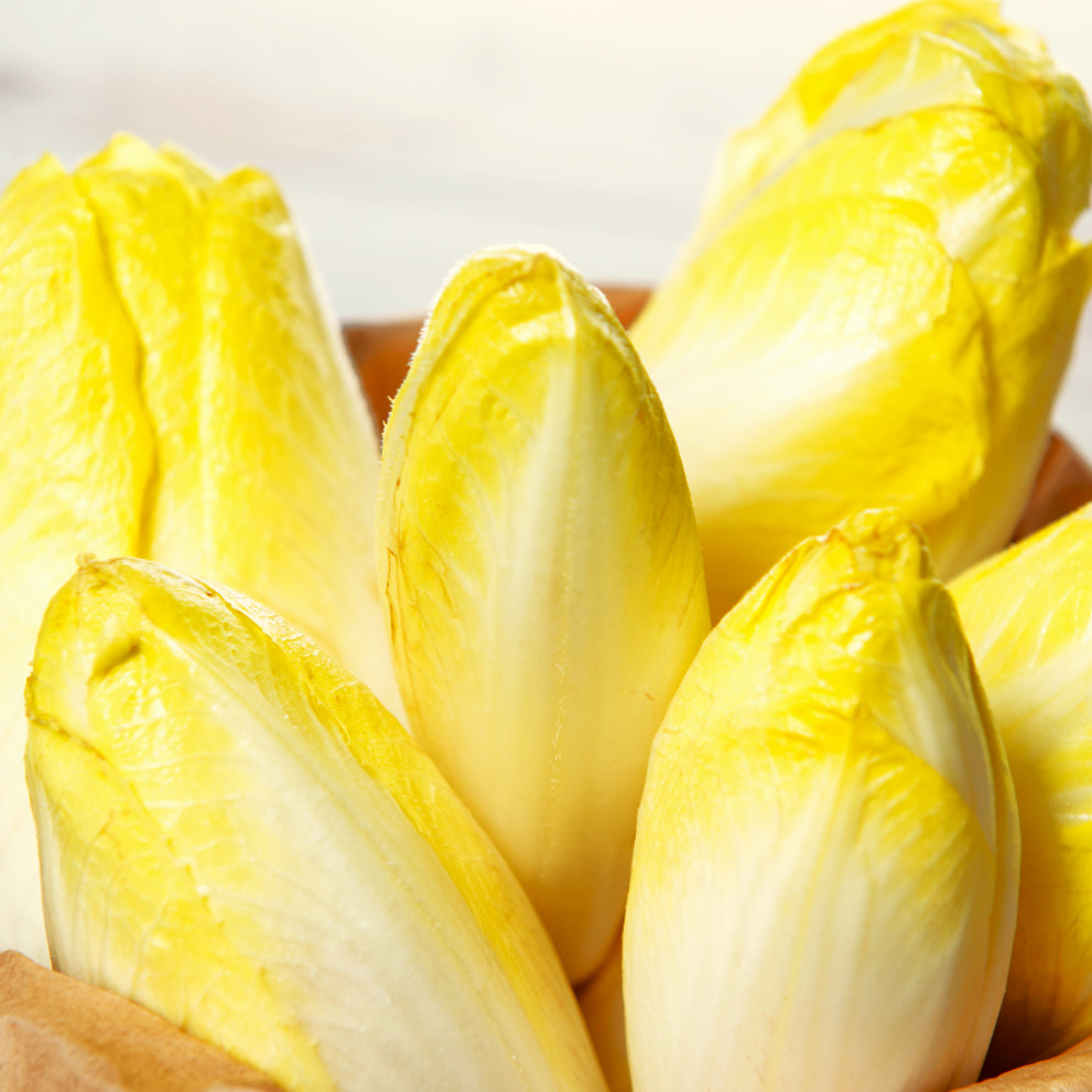 Belgian Endive Seeds, Witloof Chicory | Witlof Chicon Perennial Garden Seed 2024