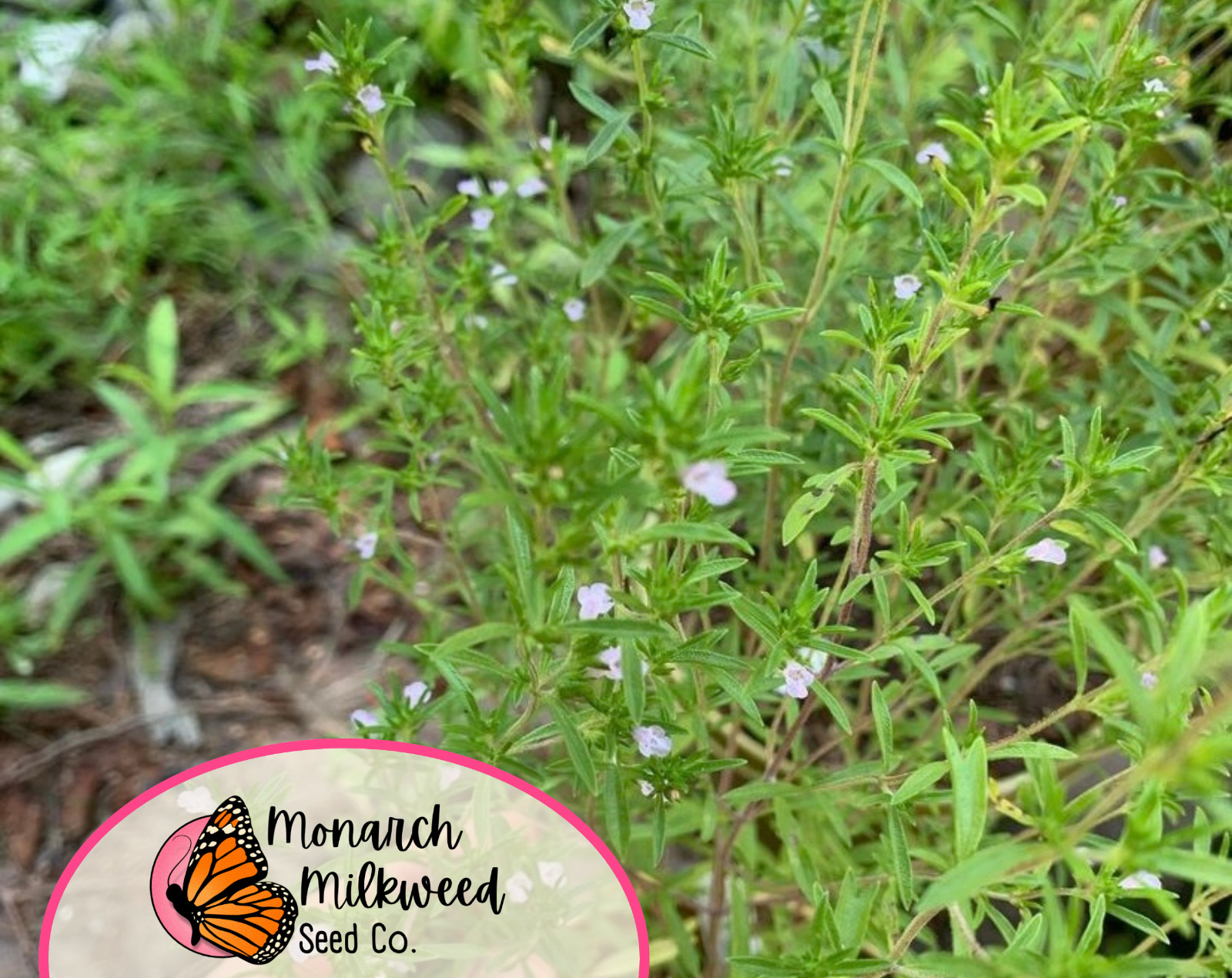 5300+ Summer Savory Seeds | Heirloom, Non-GMO, Herb Gardening Plant Seed Packet