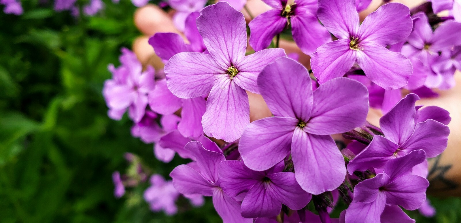 Princess  Mix {900+Seed} Young Gardener  multi color easy to grow 35+ variety