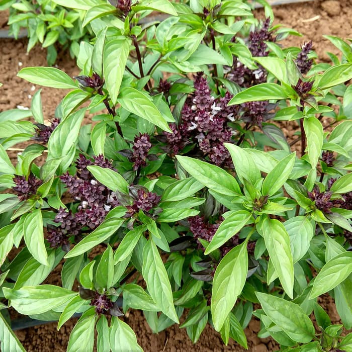 Thai Basil Seeds(Ocimum basilicum)Khmer Chi neang Voang Jiu Ceng Ta Húng Quế