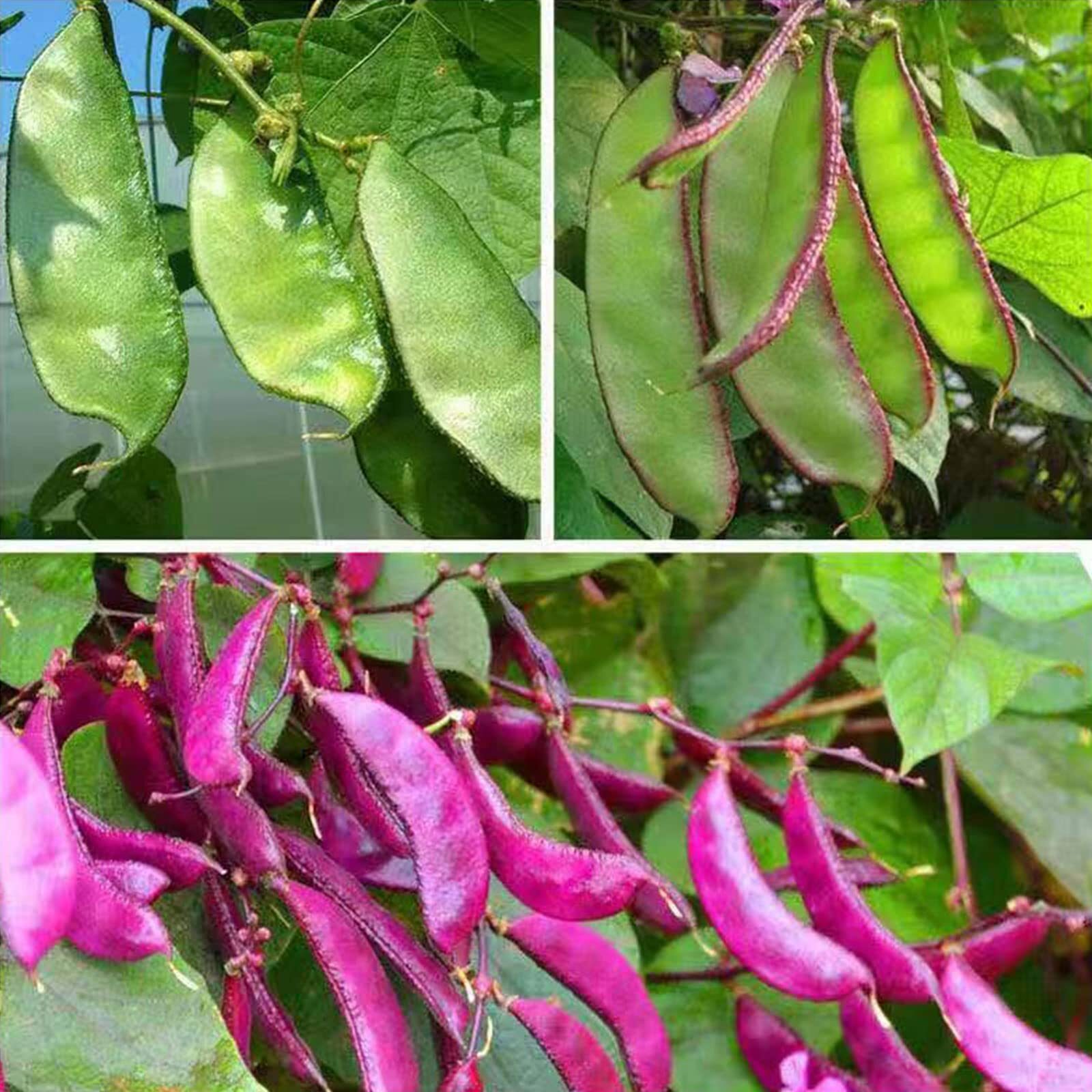 30 Pcs Non-GMO Purple Hyacinth Bean Seeds Red Leaved Plant Vine Seeds Purple Flo