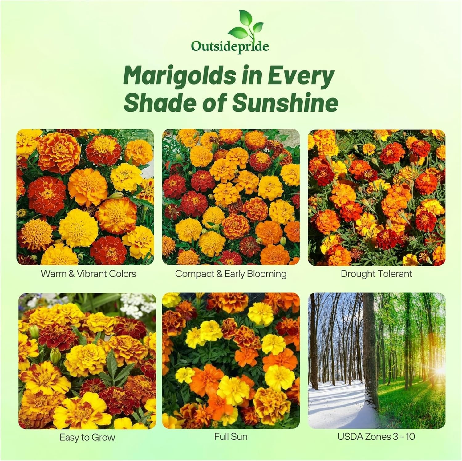 1 LB Marigold Seeds For Planting – Tagetes Patula Flower Seed Mix