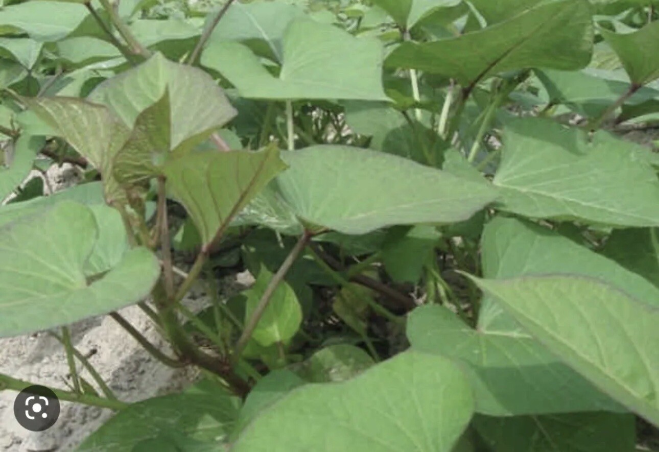 10 Purple Molokai Sweet Potato Slips/ Cuttings / Molokai Sweet Potato Slips