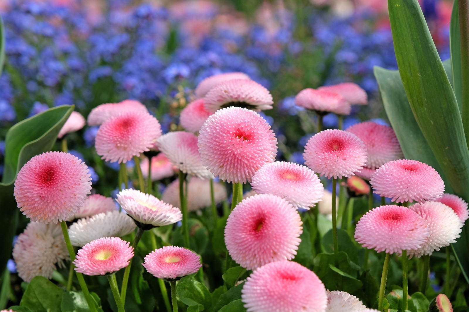 100 STRAWBERRIES & CREAM ENGLISH DAISY Bellis Perennis Flower Seeds *Comb S/H