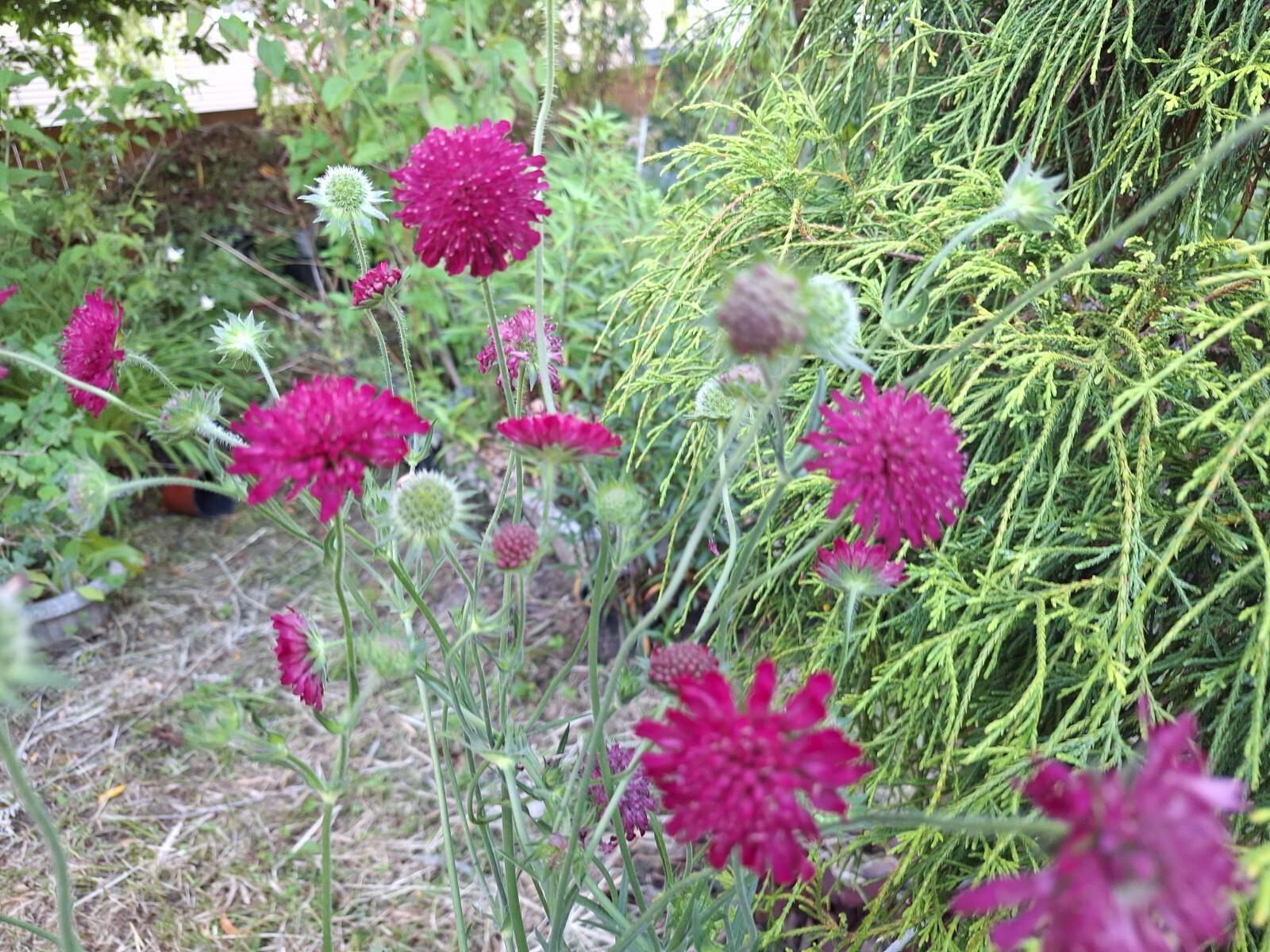 KNAUTIA, MIXED COLORS 100 SEEDS, RED, PINK, LAVENDER, PERENNIAL *EZ TO GROW*