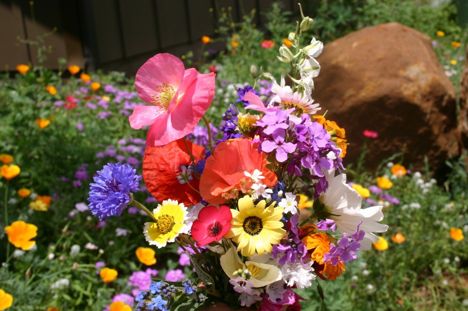 Cascade Kaleidoscope Wildflower Mix, 35 Species, Annuals & Perennials, FREE SHIP