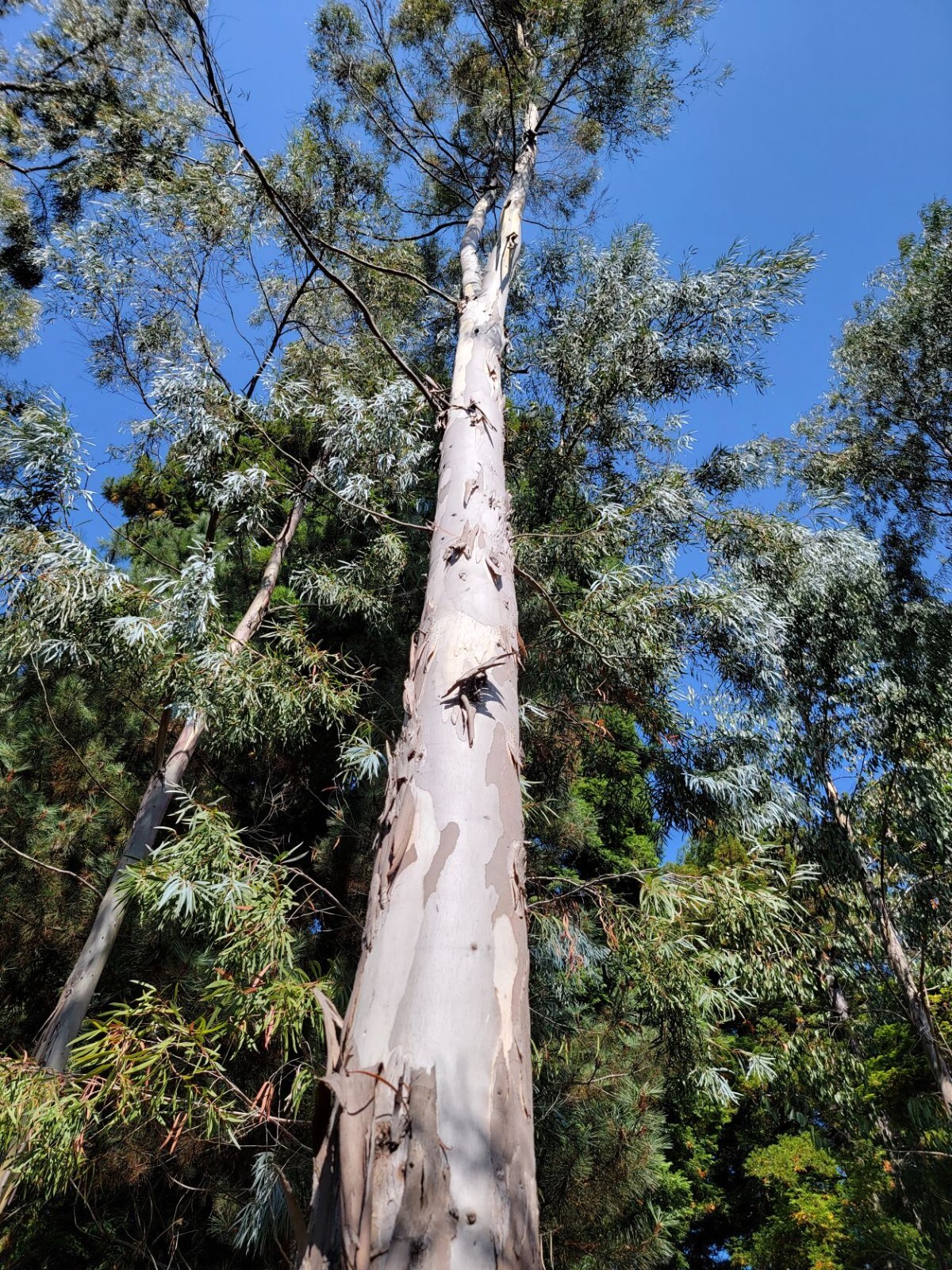 Eucalyptus pulchella Seeds – White Peppermint – Rare Australian Tree – Bees