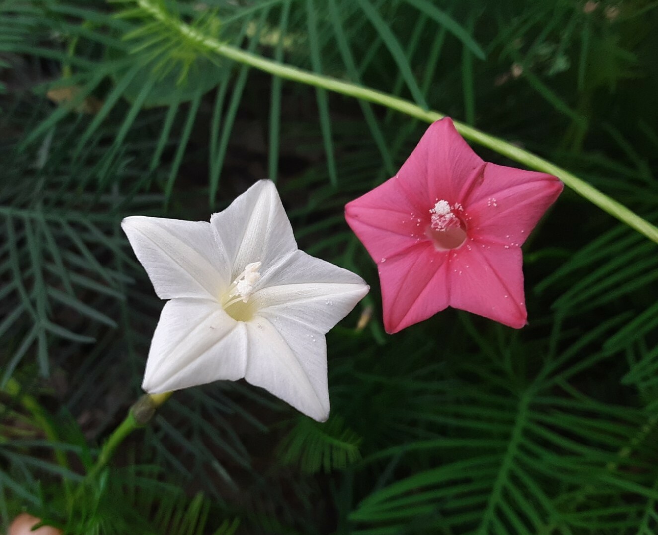 30+Tri Color Mix Cypress Hummingbird Vine Seeds(Cardinal Climber)Red,White,Pink.