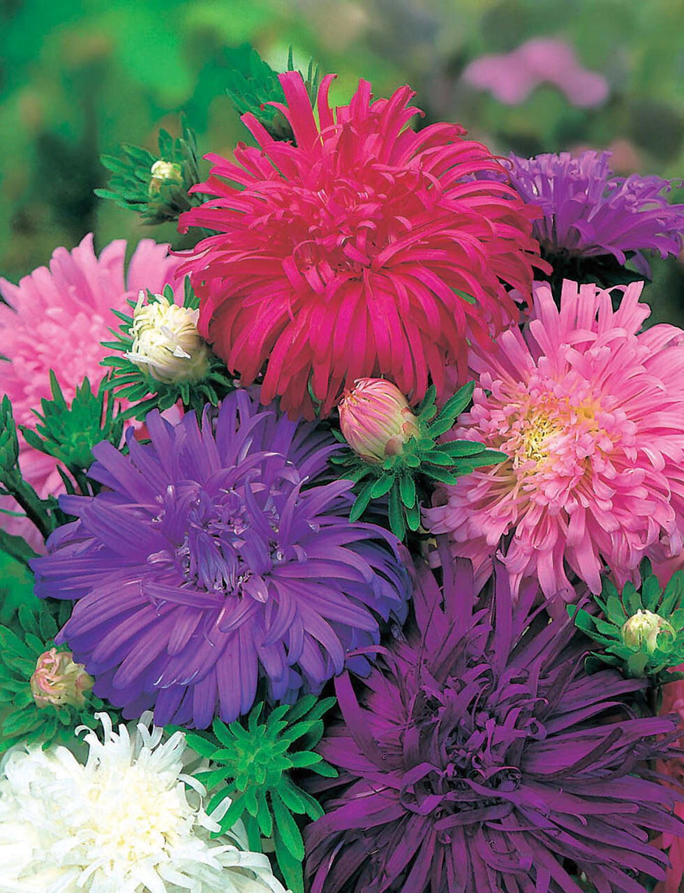 251+CHINA ASTER POWDER PUFF Mix Seeds Cut Flowers Summer Fall Garden Container