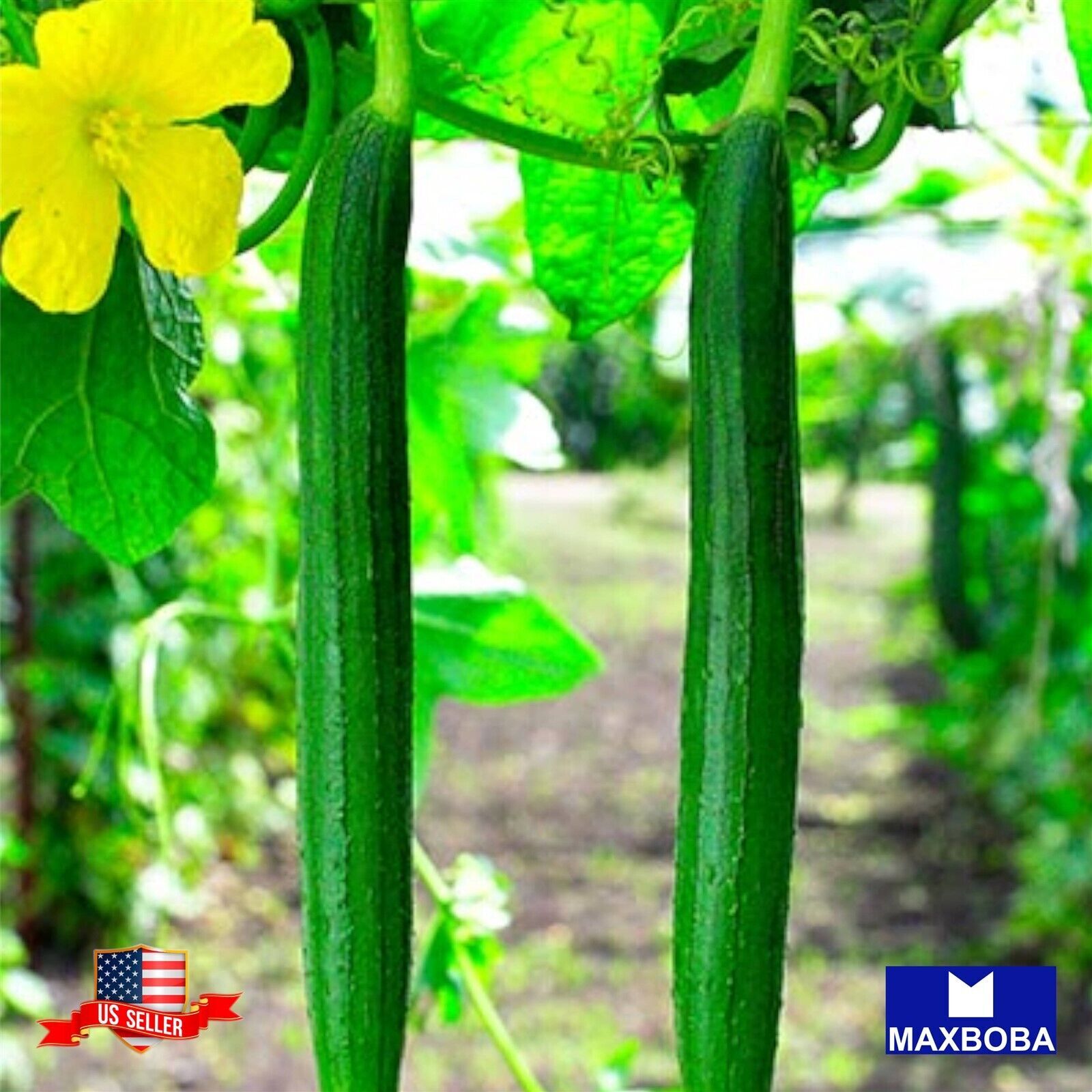 10 Extra Long Gourd Seeds Non-GMO Heirloom Vegetable BTGO 75% OFF