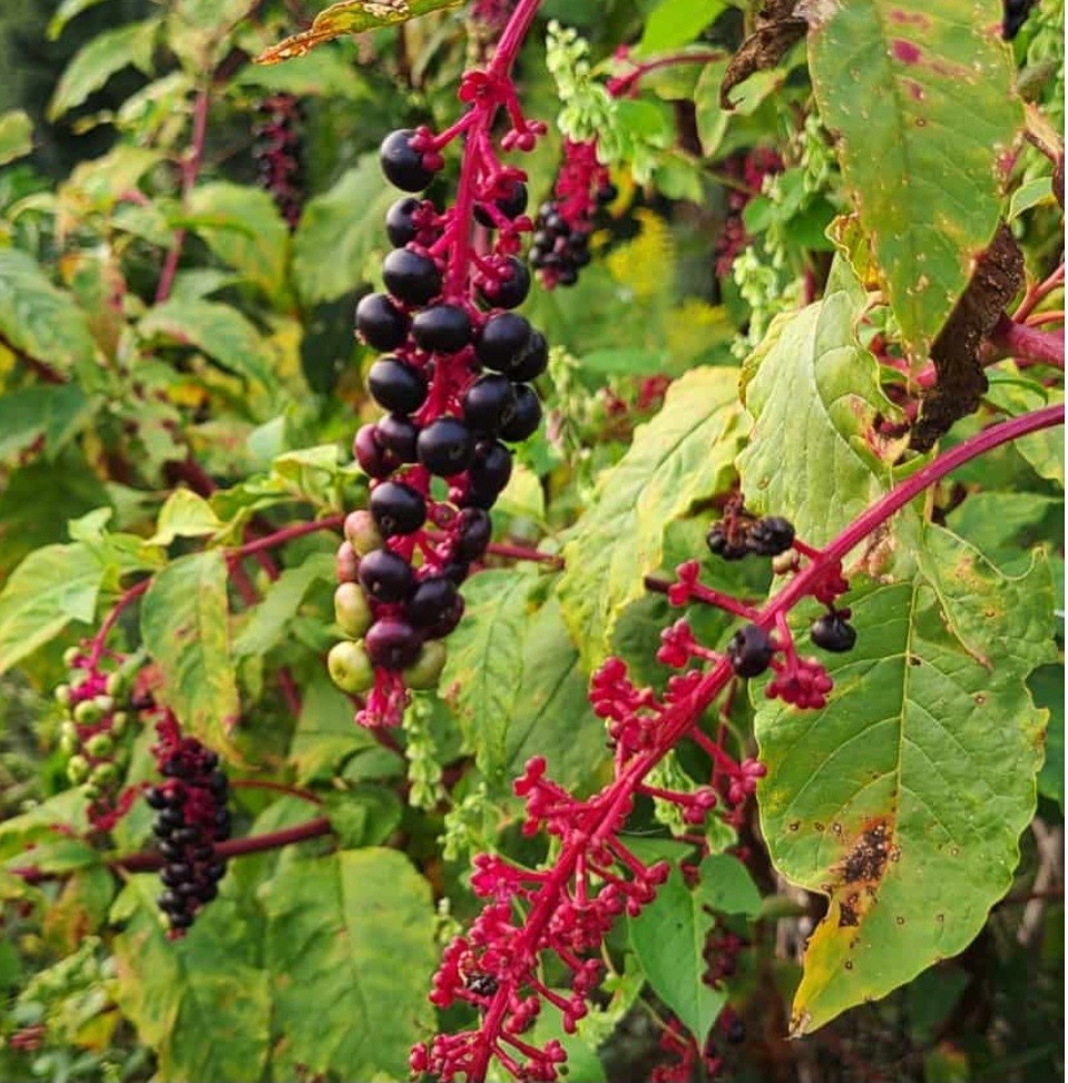 25 Whole American Pokeweed BERRIES (Phytolacca americana)