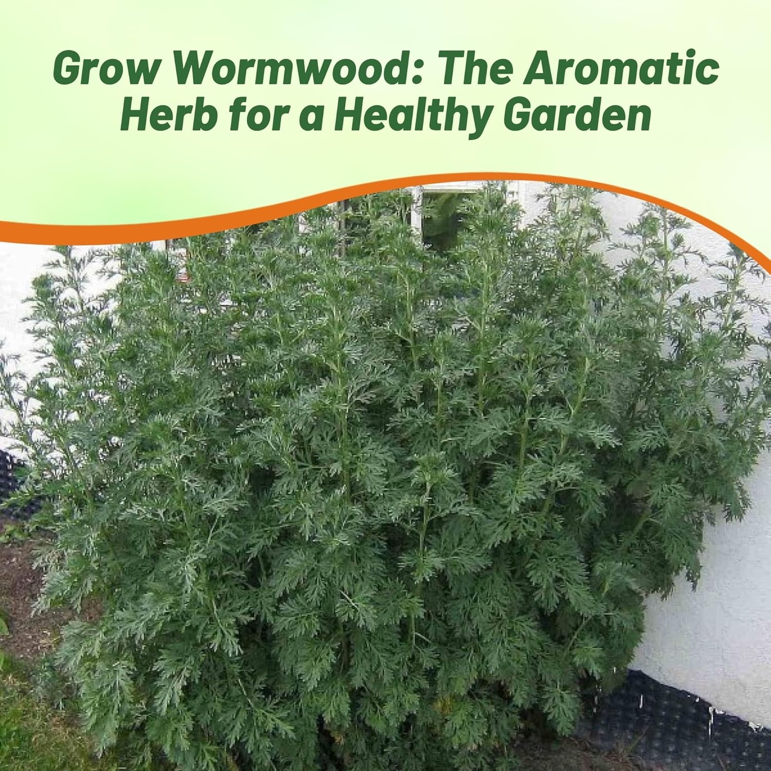 5000 Seeds Wormwood Seeds For Planting – Artemisia Absinthe Herb Garden Plant