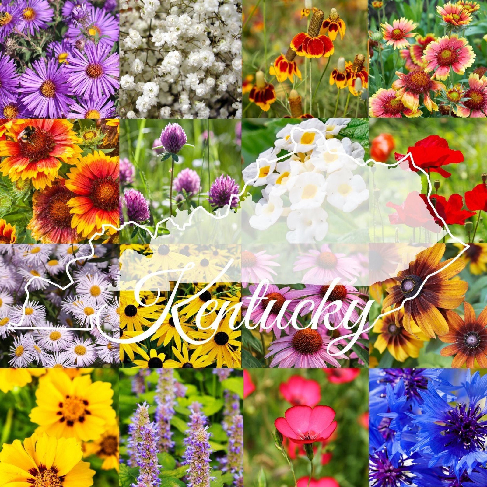 1 Pound Kentucy Bulk Wildflower Seed Mix 1lb Covers 2,000sq-ft