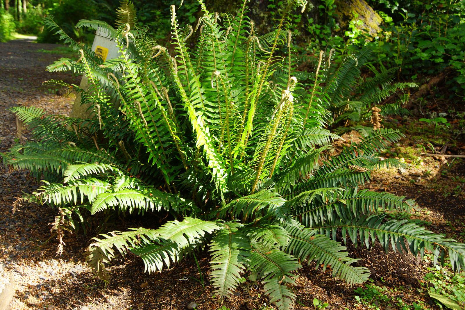 WESTERN SWORD FERN, 2000 (SEEDS)*, SPORE LARGE 3’X3’+, VERY HARDY TO -4 F.