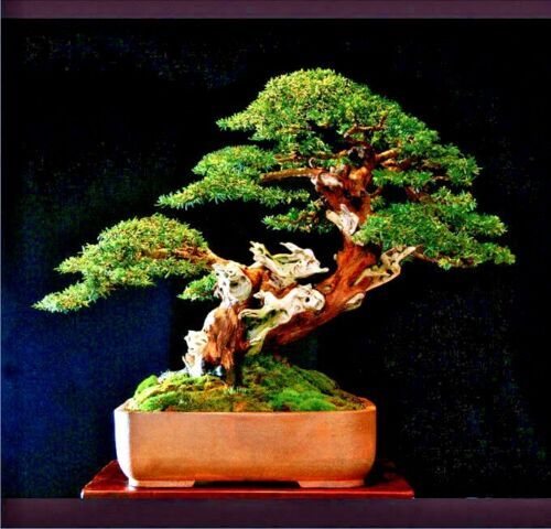 10 Japanese “Spreading” Yew (Taxus cuspidata) Tree Seeds, Bonsai or Landscaping