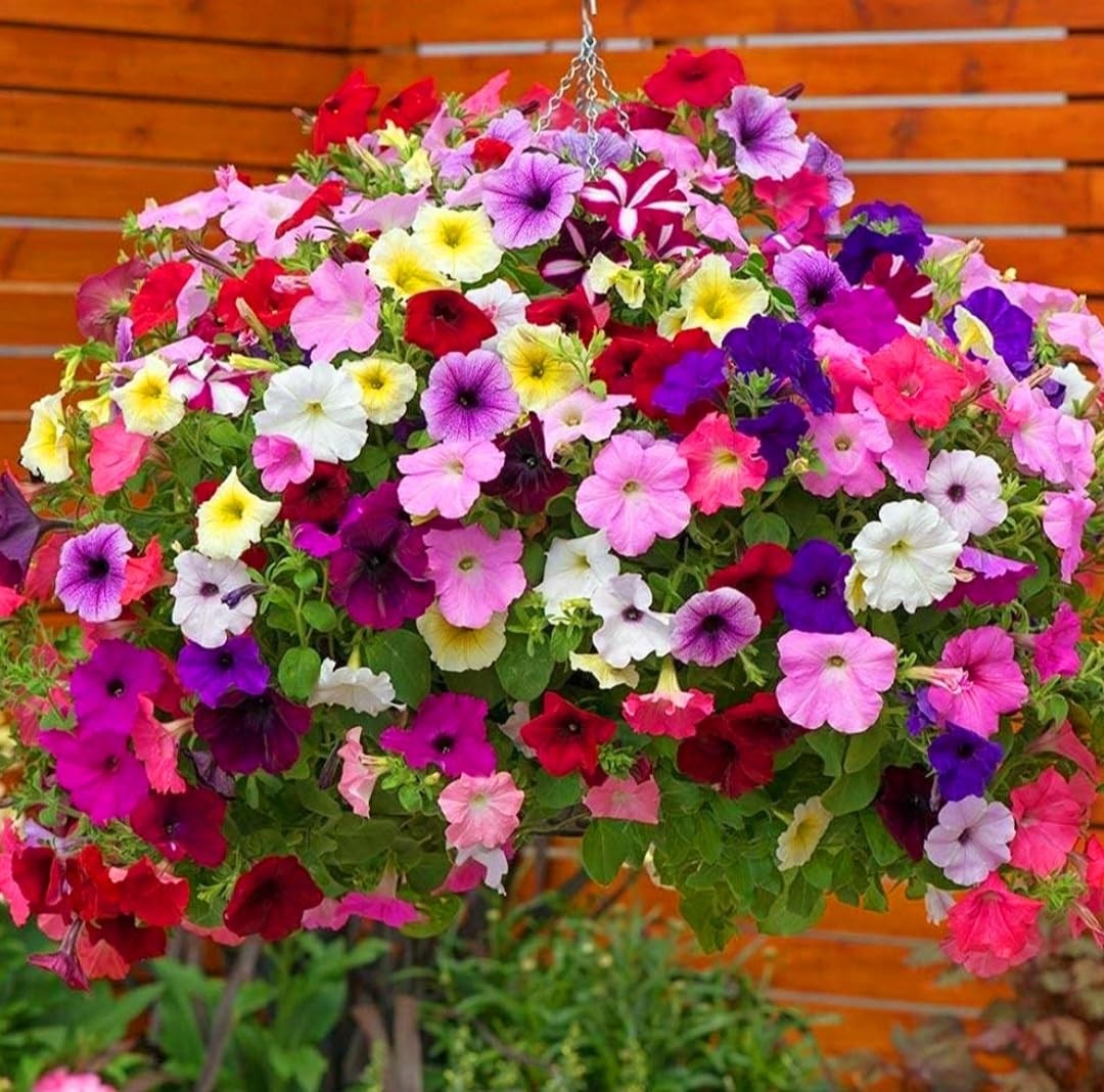 6000 Petunia Seeds, Best Hybrid Mixed Rainbow Color Bonsai Hanging Basket Fre…