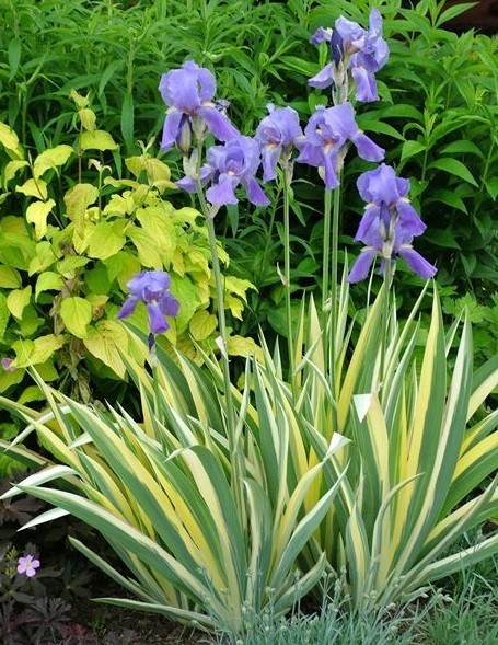 Lot of 3 Rhizomes/Bulbs~iris pallida variegata aurea~Variegated, Sweet~FRAGRANT