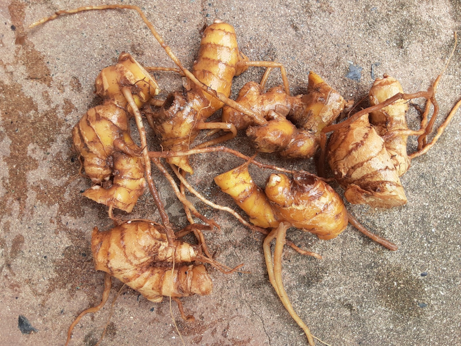 5 Shampoo Ginger Rhizomes, Zingiber Zerumbet, Pine Cone, Free Ship w/ Free Offer
