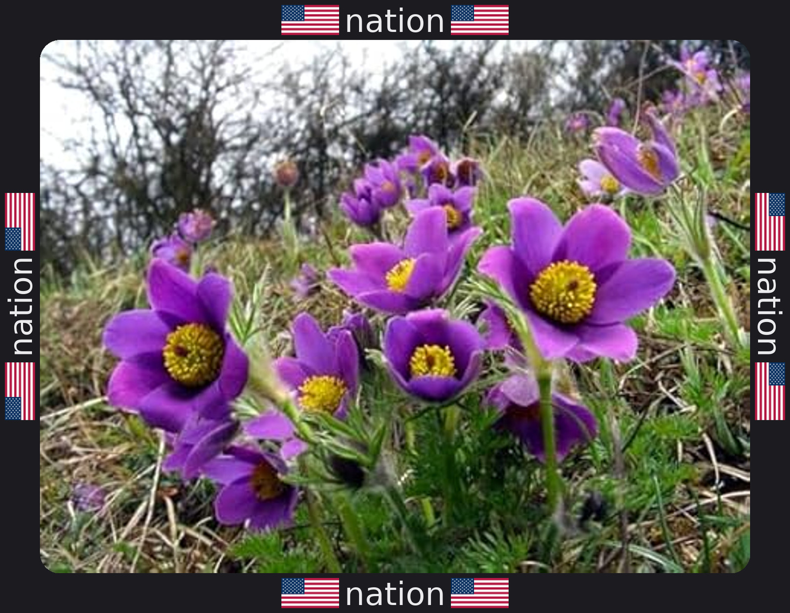 Eastern Pasqueflower Seeds – 30 Prairie Crocus Perennial Planting Seeds