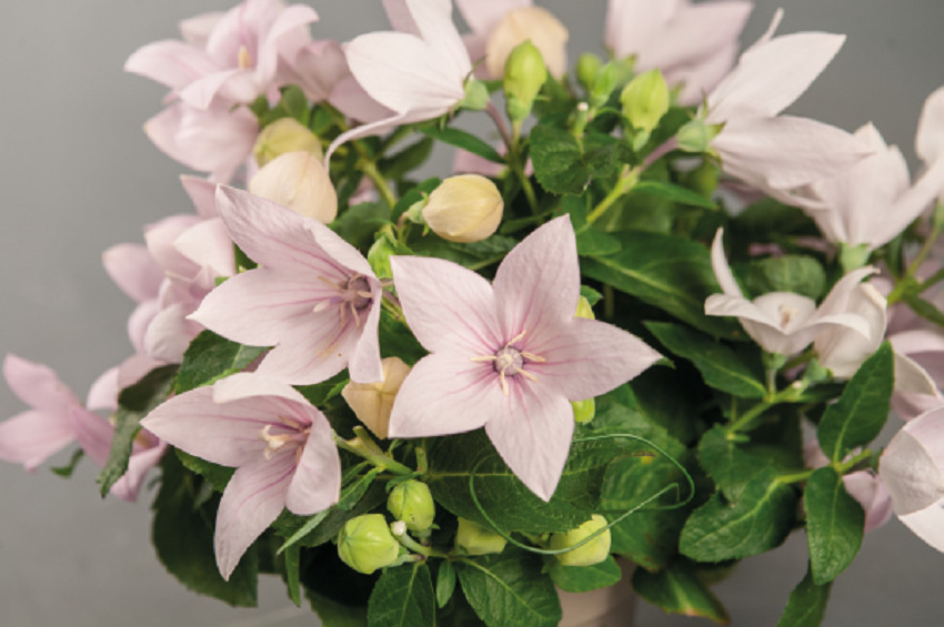 Platycodon Seeds 25 Seeds Balloon Flower Platycodon Pop Star Pink