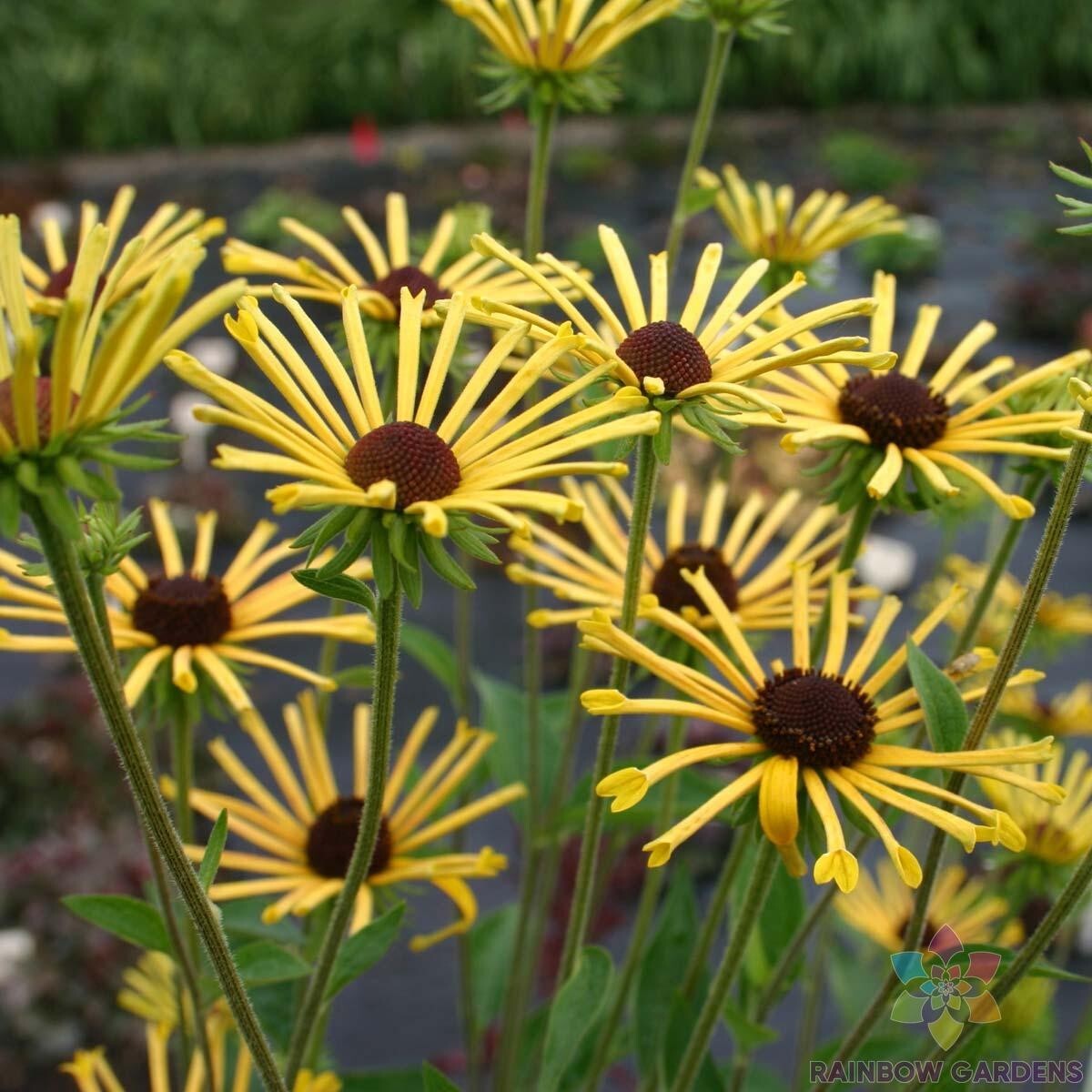 200+ Henry Eilers Rudbeckia Seeds for Garden Planting – USA – FREE SHIPPING!