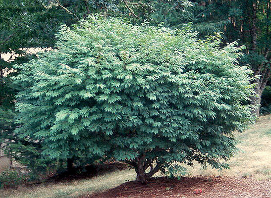 Burning Bush, Euonymus alatus, Shrub Seeds