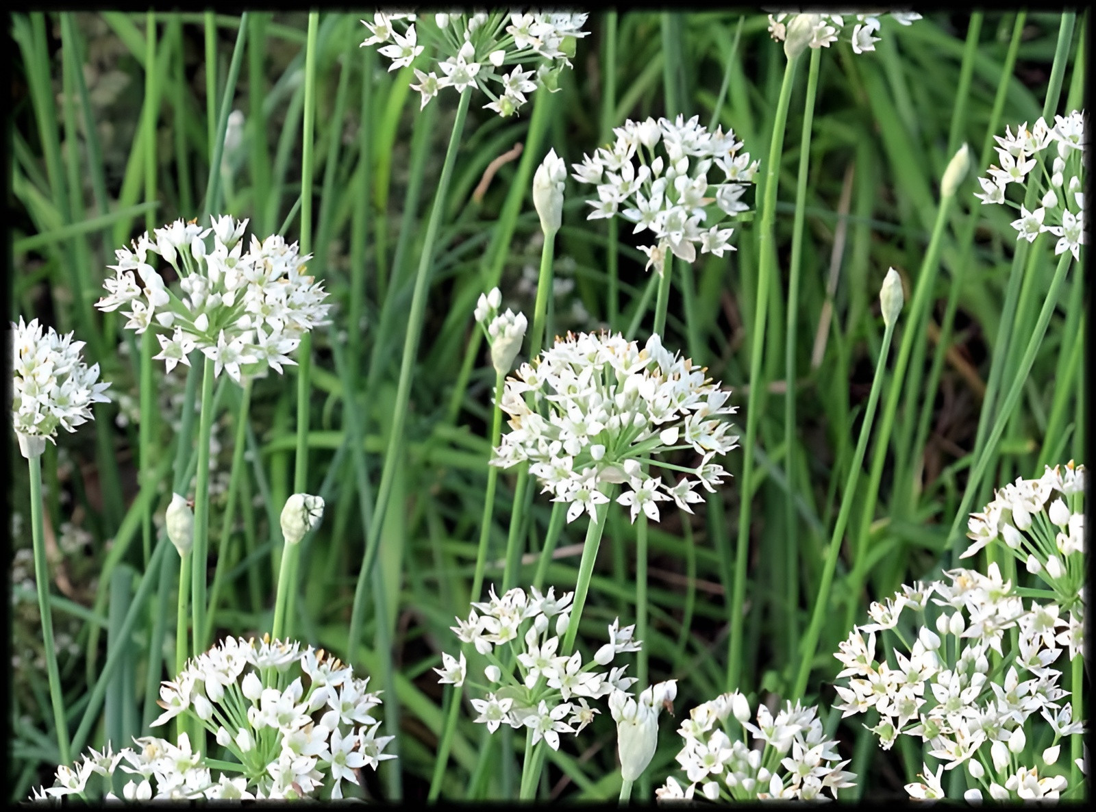 500 Heirloom Organic Garlic Chive Seeds Allium tuberosun Non-GMO Perennial Herb