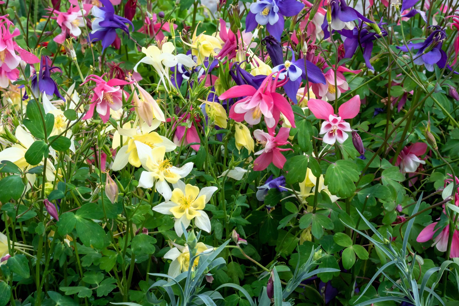 100 DWARF COLUMBINE Aquilegia Mixed Colors Flower Seeds *Flat S/H