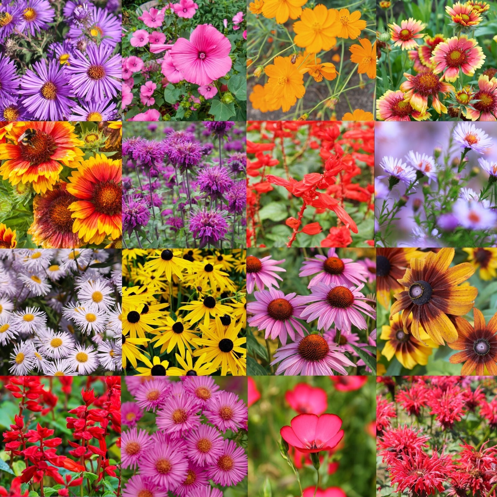Maine Wildflower Seed Mix 1 lb Covers 2,000 Sq Ft Pollinator Garden Seeds