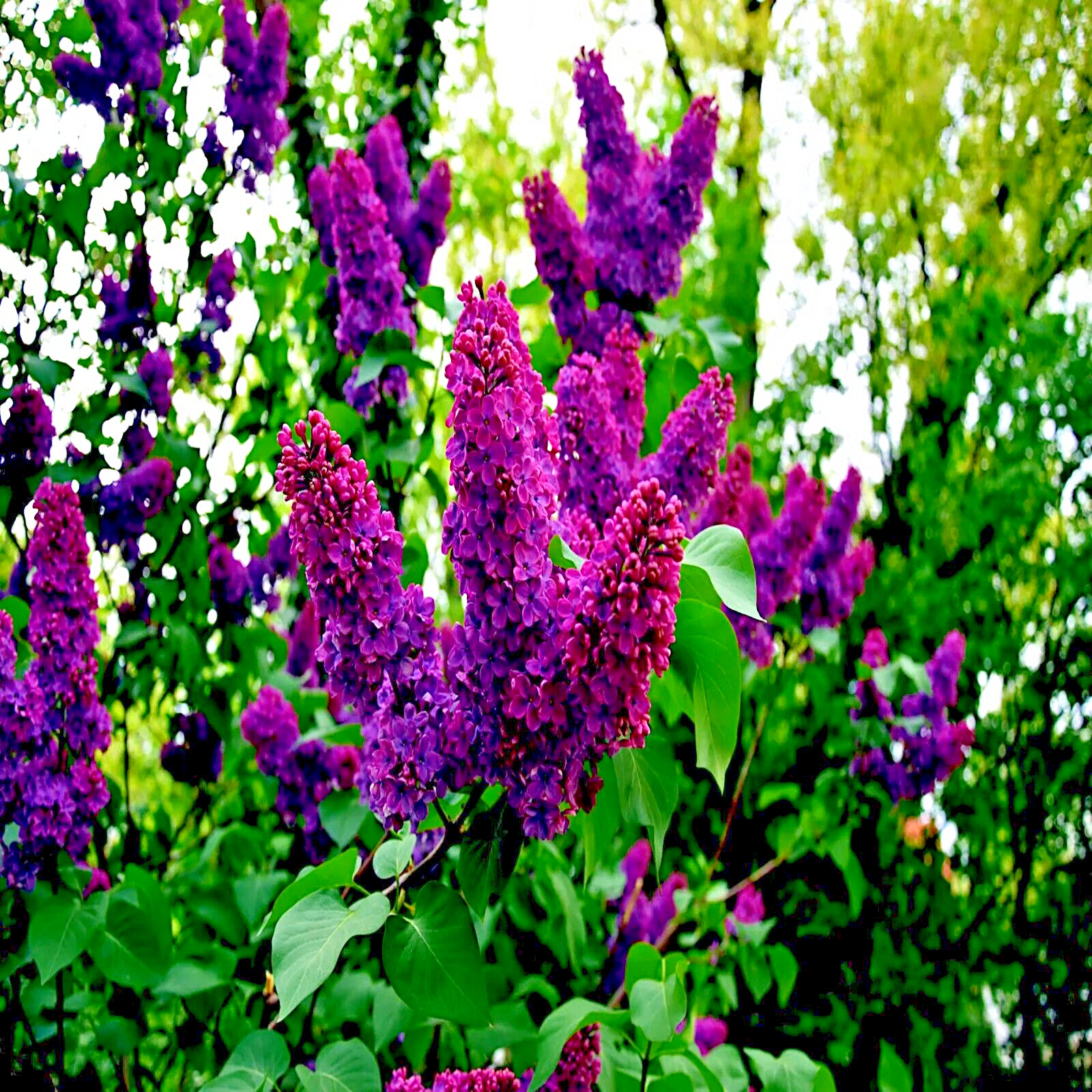 20 Common Lilac Purple Flower Tree Seeds Fragrant Hardy Perennial Garden Plant