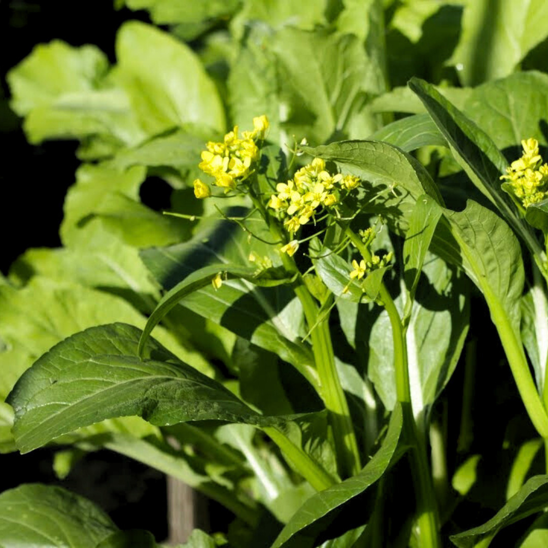 Fresh Premium Yu Choy Sum Seeds | Heirloom Non-GMO | Asian Vegetable Seeds