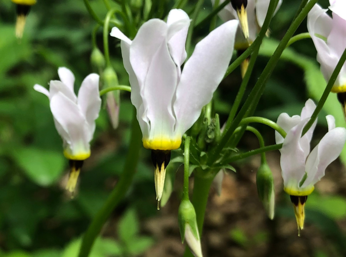 Shooting Star – Perennial – 5 Bulbs/Roots for Planting – No Shipping AK, HI, PR