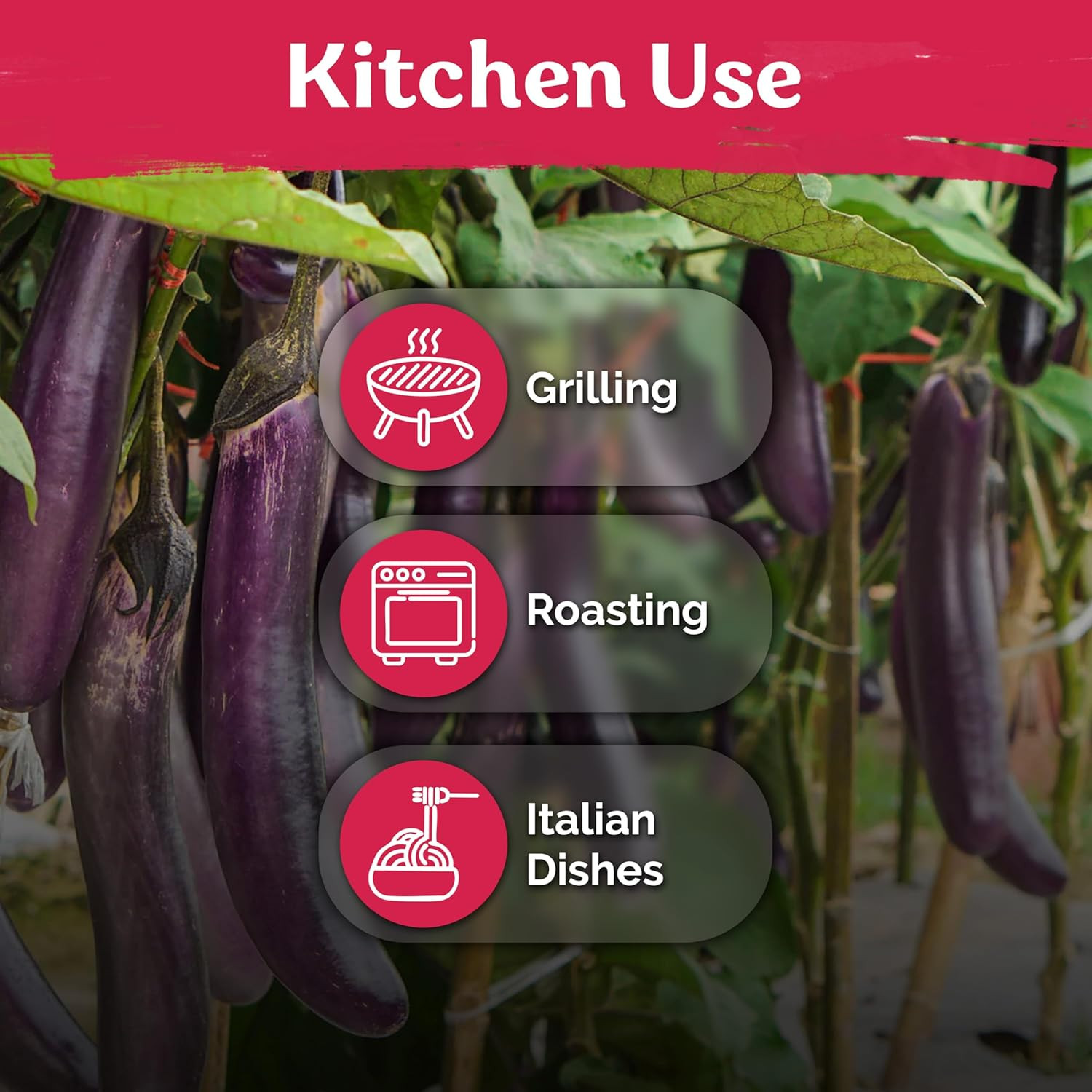 175 Long Purple Eggplant Seeds (Solanum Melongena) – Asian Eggplant, Dark Purple