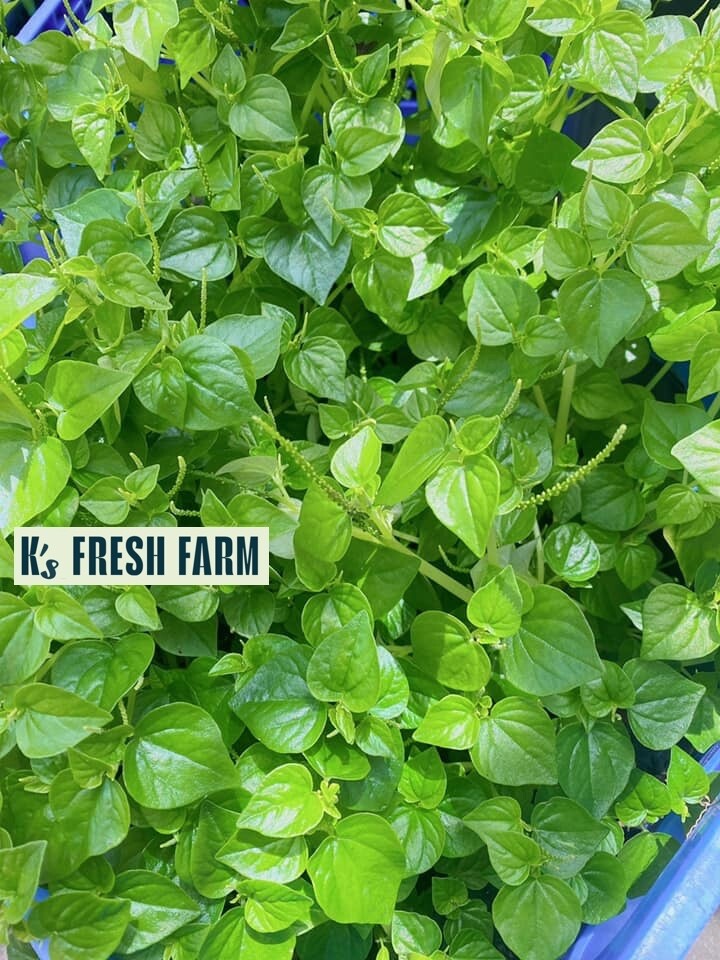(1000+ PCS) CRAB CLAW ,PEPEROMIA PELLUCIDA SEEDS, HẠT RAU CÀNG CUA