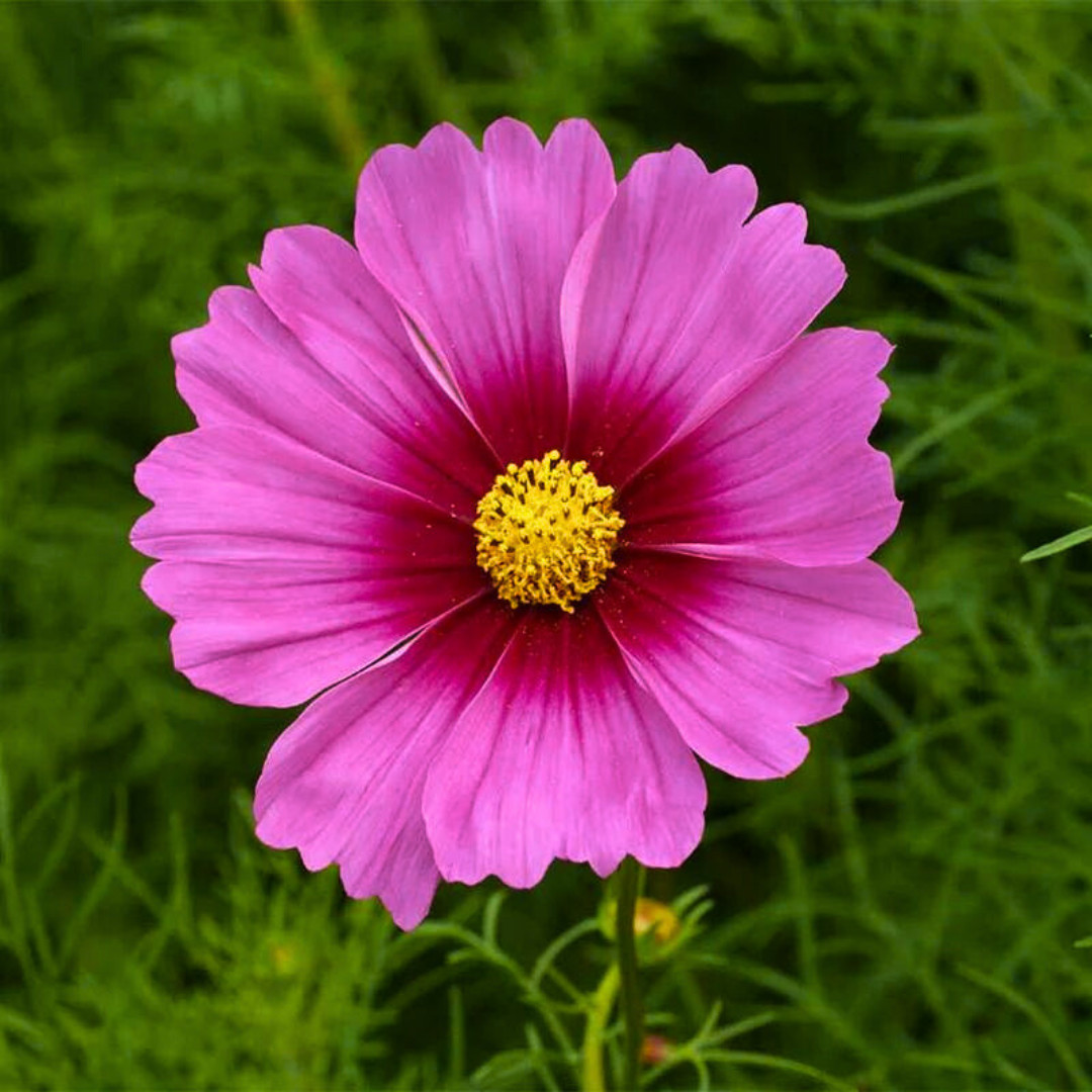 Fresh Beautiful Cosmos Seeds | Radiance | Heirloom Non-GMO | Flower Seeds