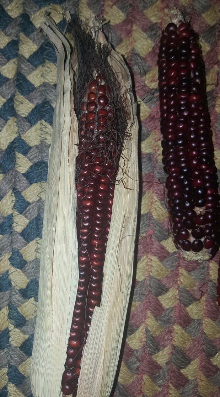 25 BLOODY BUTCHER Corn Seed, Kentucky Grown, USA, Non GMO 2019 crop.