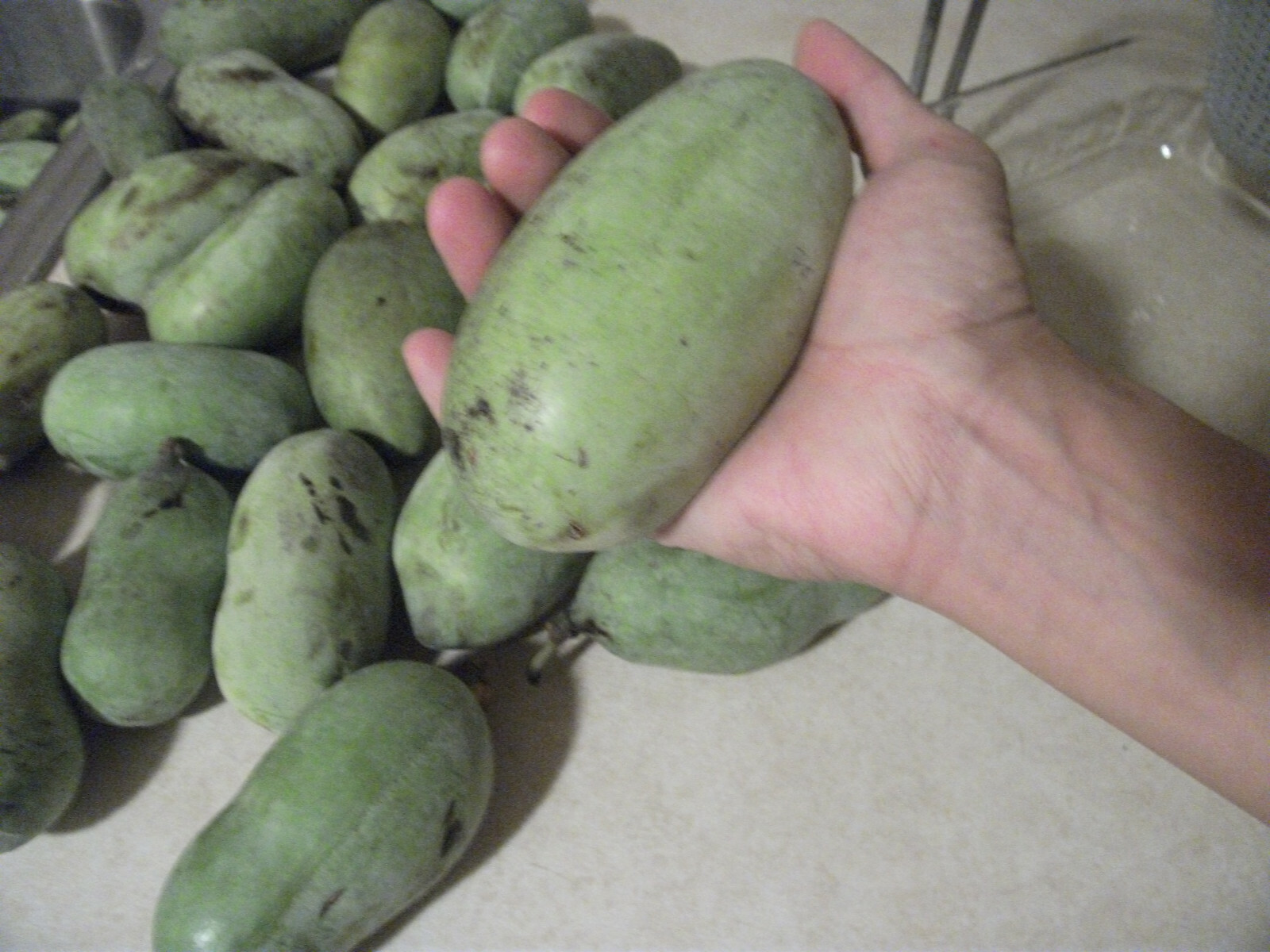 Pawpaw Tree Seed (Asimina triloba) fresh 2023 ~Paw Paw ~ 6 to 1200 seeds